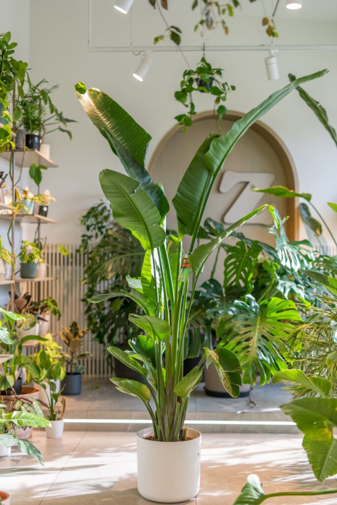 strelicja nicolai w białej doniczce