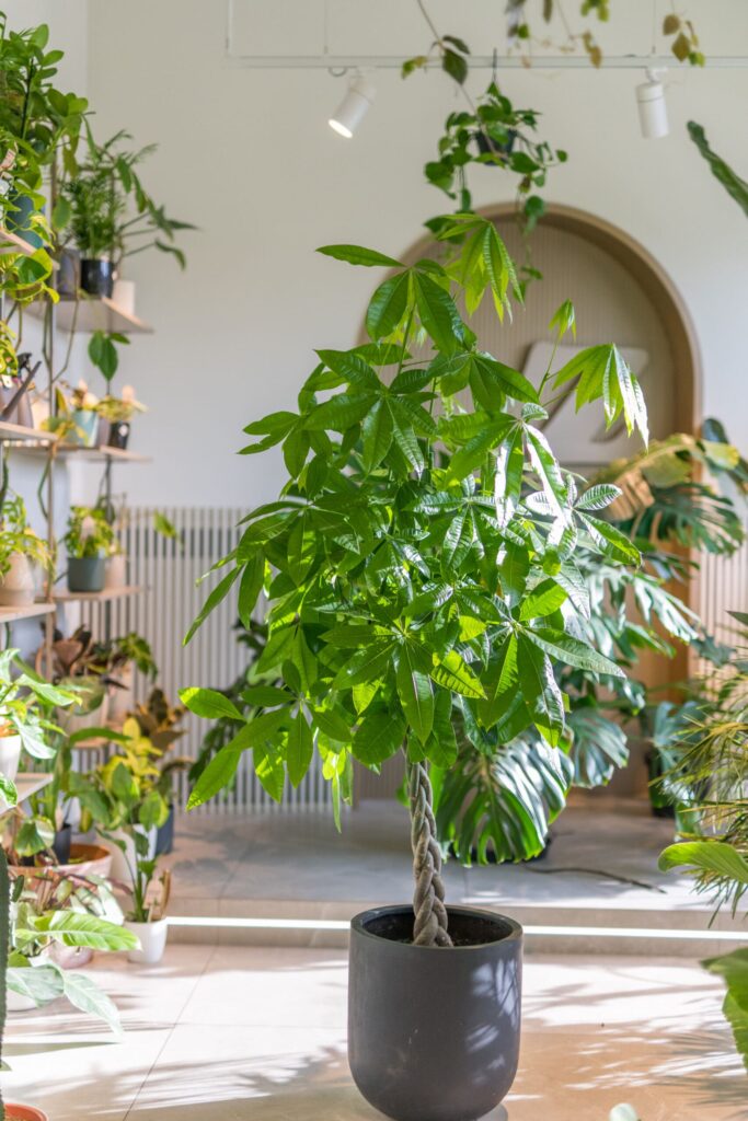 pachira aquatica L w donicy