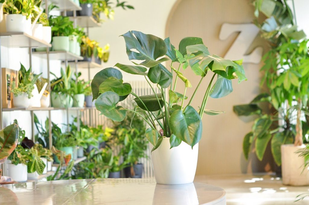 monstera deliciosa w białej doniczce