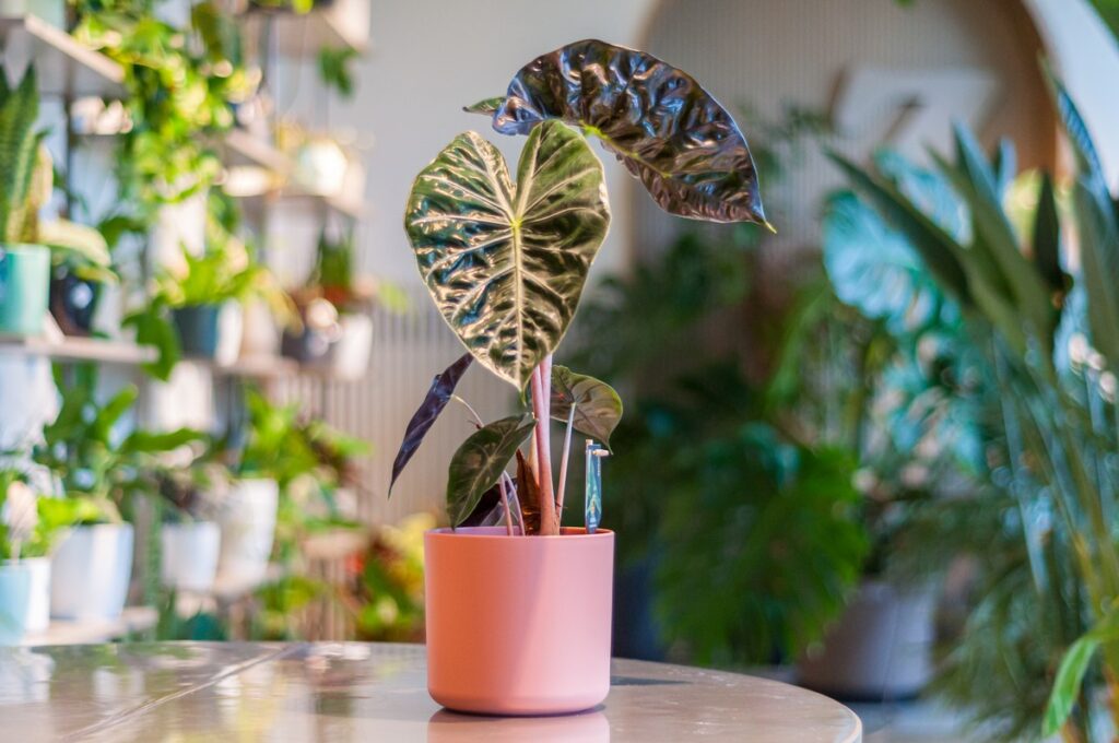 alocasia pink dragon z doniczka