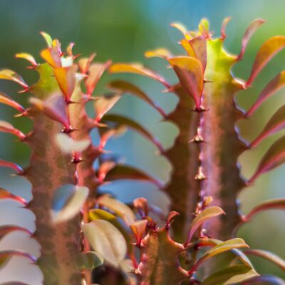 Euphorbia trigona rubra z doniczka