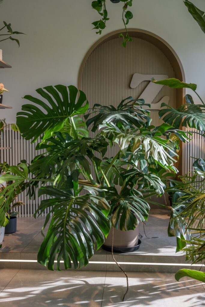 monstera big form XL