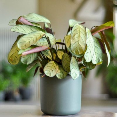 ctenanthe burle marxii w doniczce