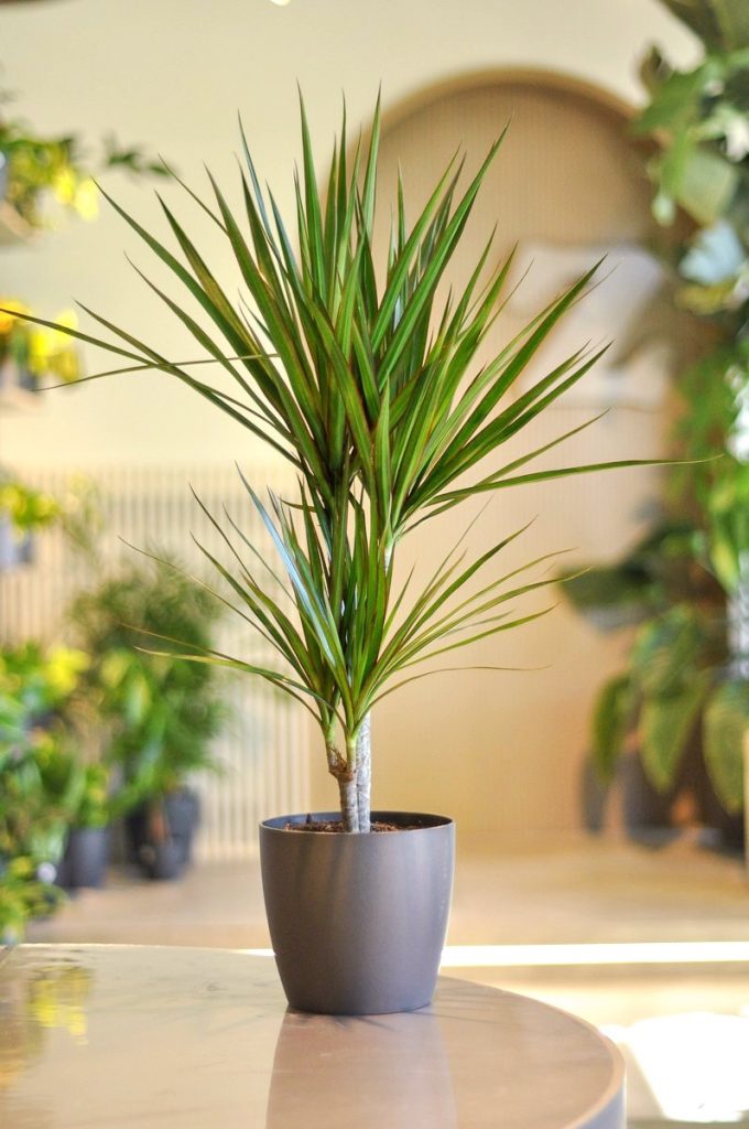 dracena marginata w doniczce