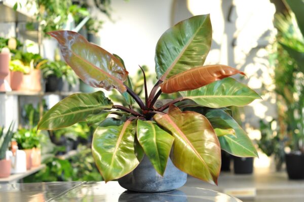 philodendron prince of orange