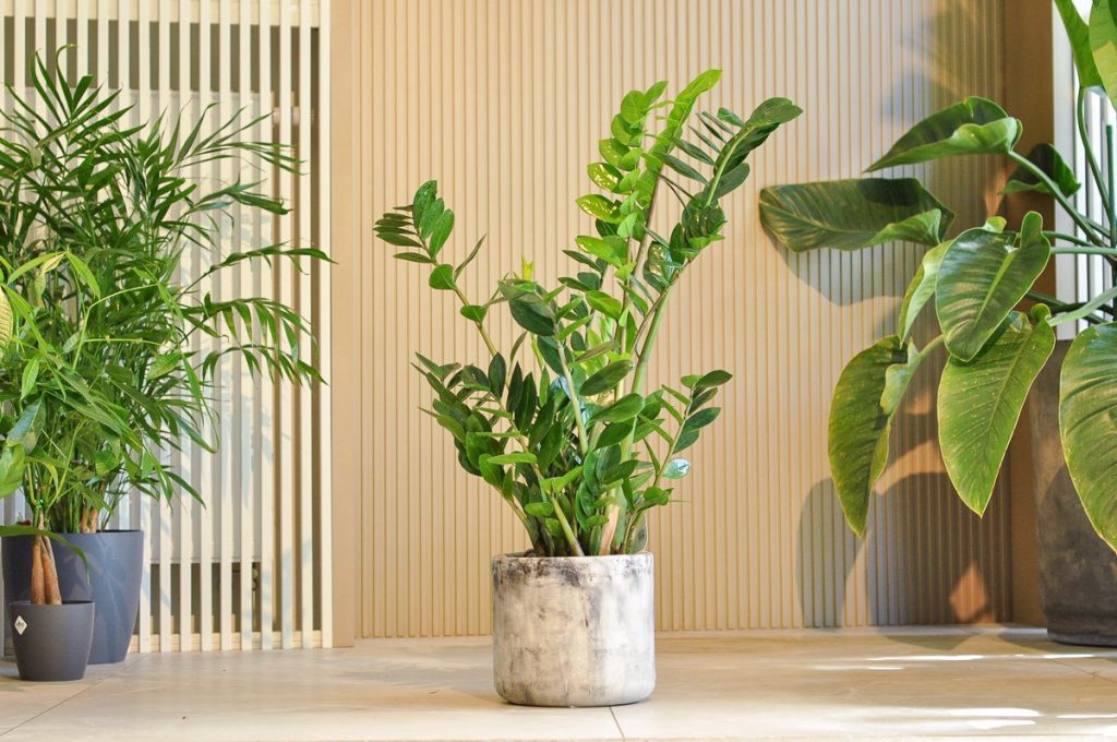 zamioculcas XL w betonowej donicy