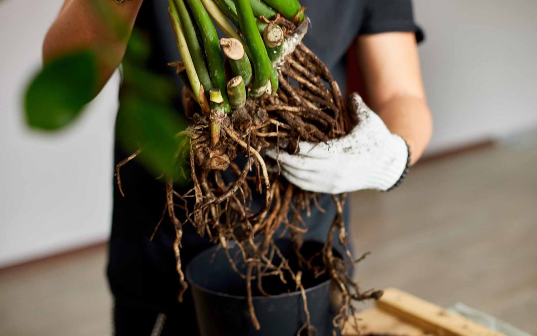 przesadzanie roślin