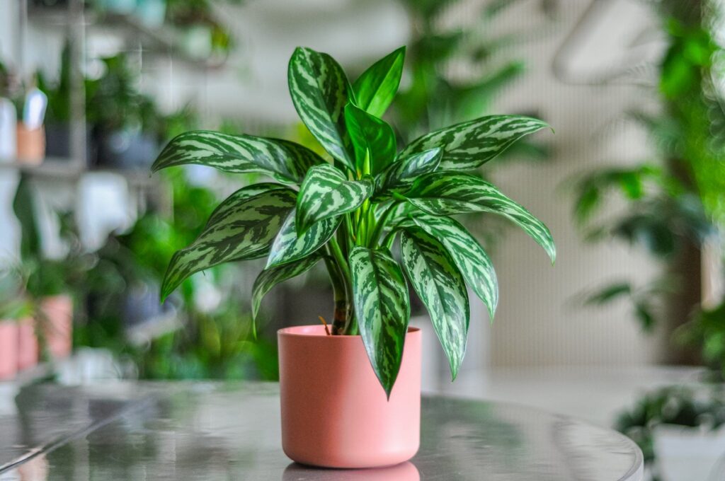 aglaonema maria