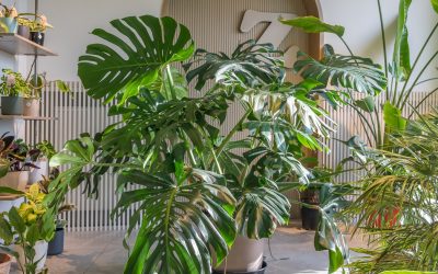 Monstera deliciosa w domu – jak pielęgnować monsterę, aby pięknie rosła?
