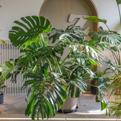 monstera deliciosa XXL