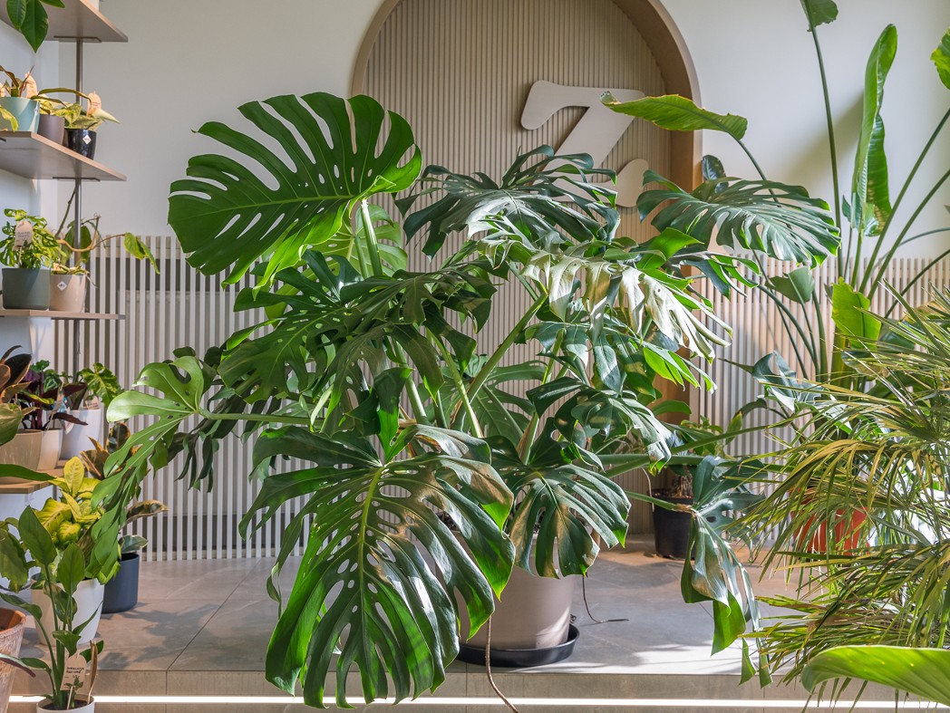 monstera deliciosa XXL
