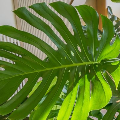 monstera deliciosa XXL liść