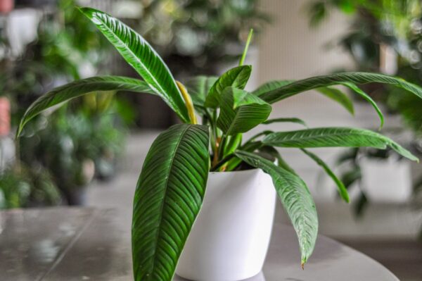 philodendron campii lynette
