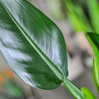 philodendron pacova lisc
