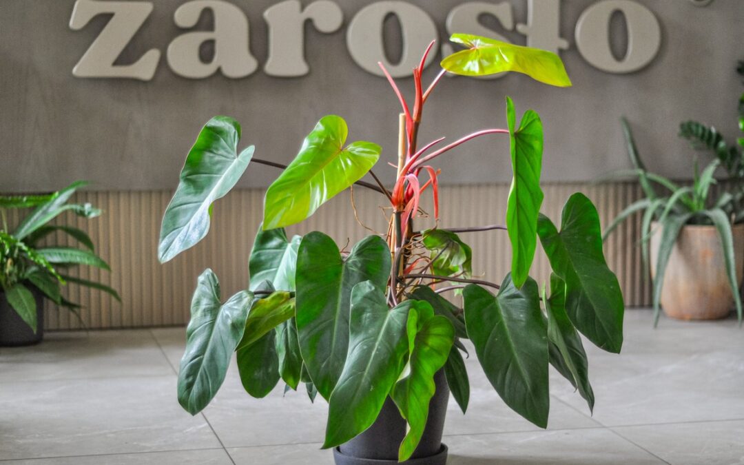 Philodendron red baron