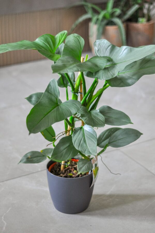 philodendron silver