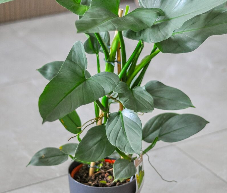 Philodendron silver queen