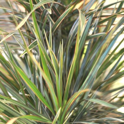 dracena bicolor XL lisc
