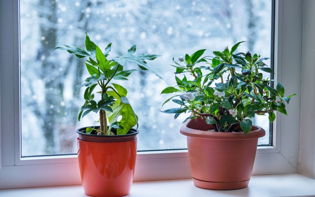 rośliny w zimie