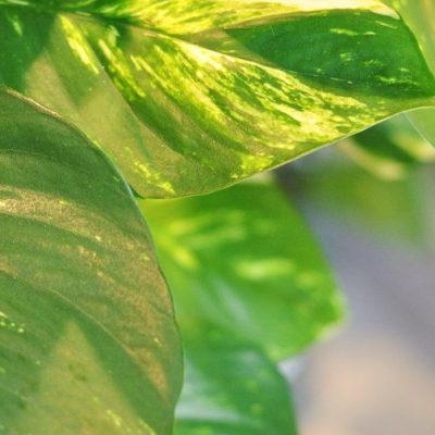 epipremnum aureum liść