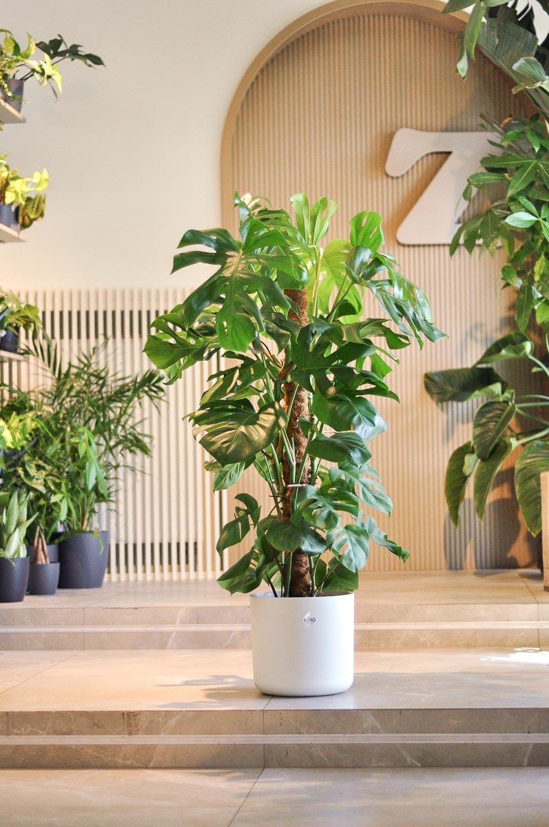 monstera deliciosa L