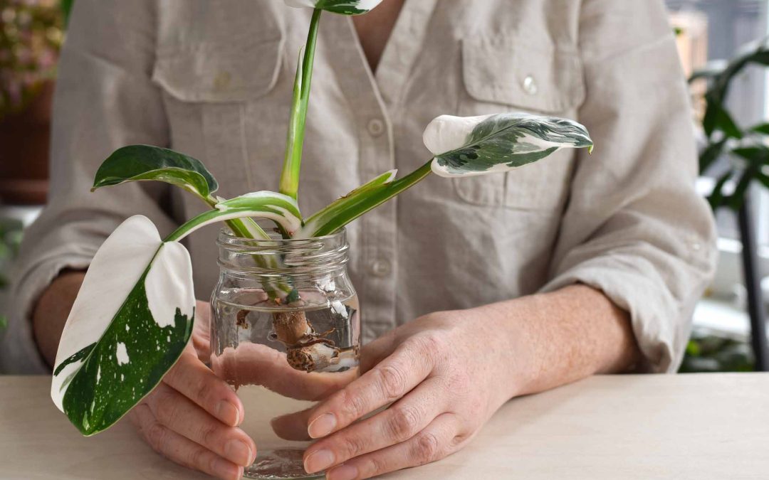 rośliny kolekcjonerskie