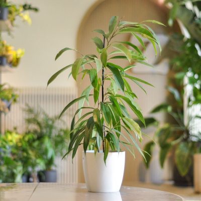 ficus amstel king S