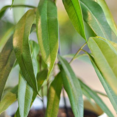 ficus amstel king S liść