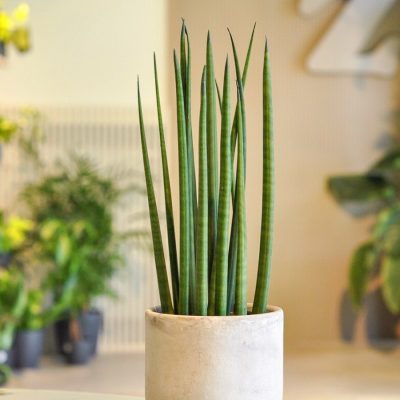 sansevieria cylindrica w betonowej doniczce