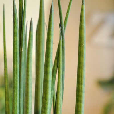 sansevieria cylindrica w betonowej doniczce