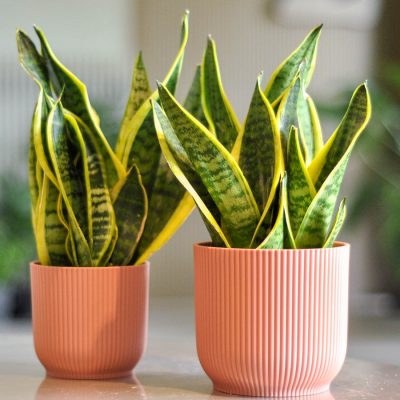 sansevieria superba XS w różowej doniczce