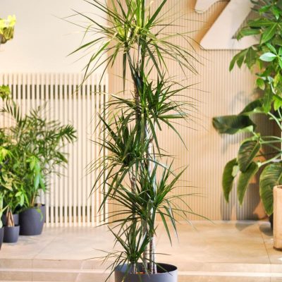dracena marginata XXL w doniczce elho