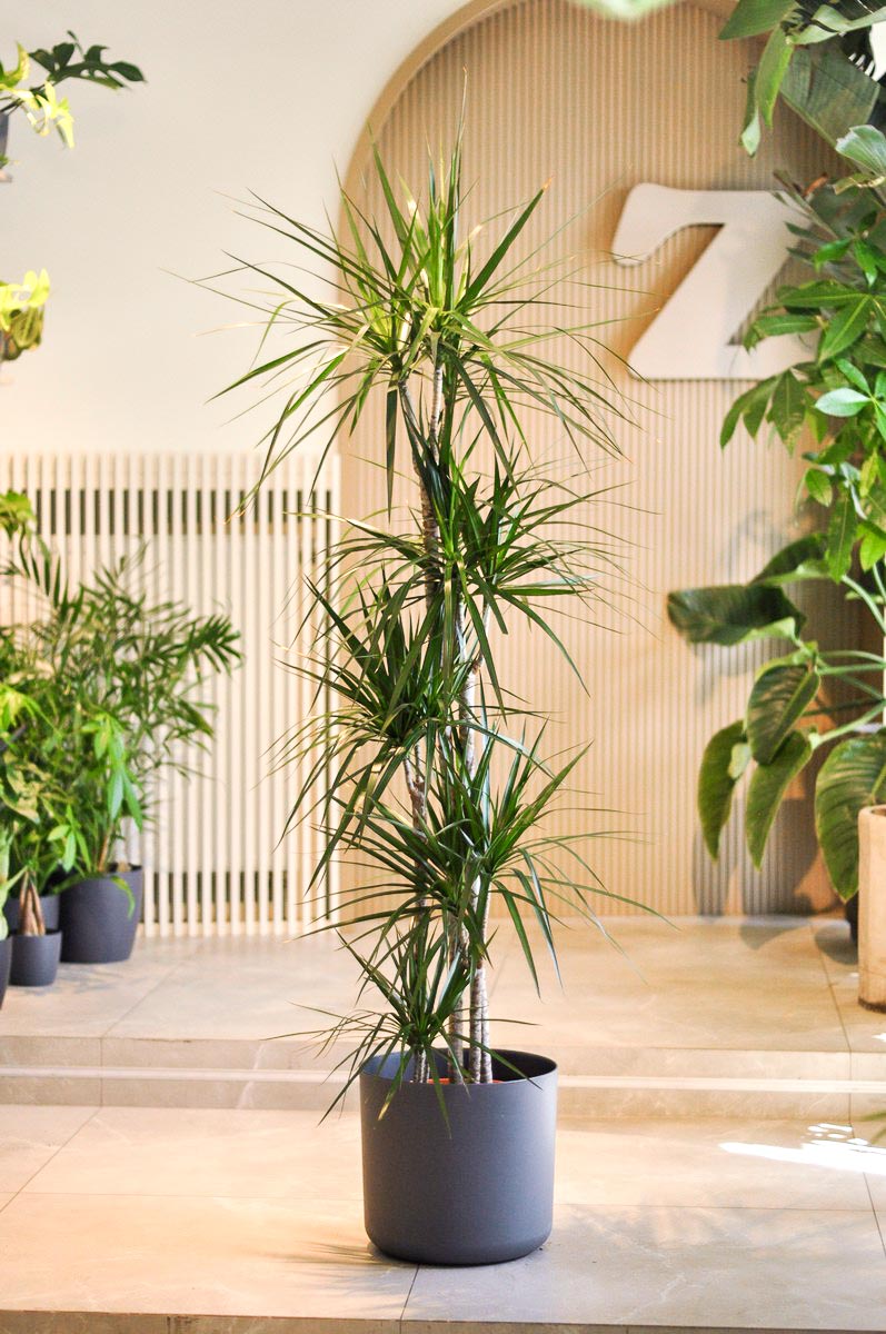 dracena marginata XXL w doniczce elho
