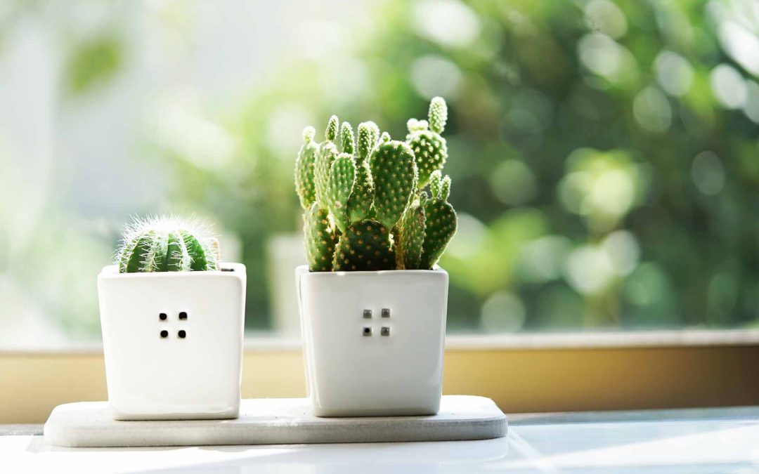 rośliny których nie trzeba podlewać