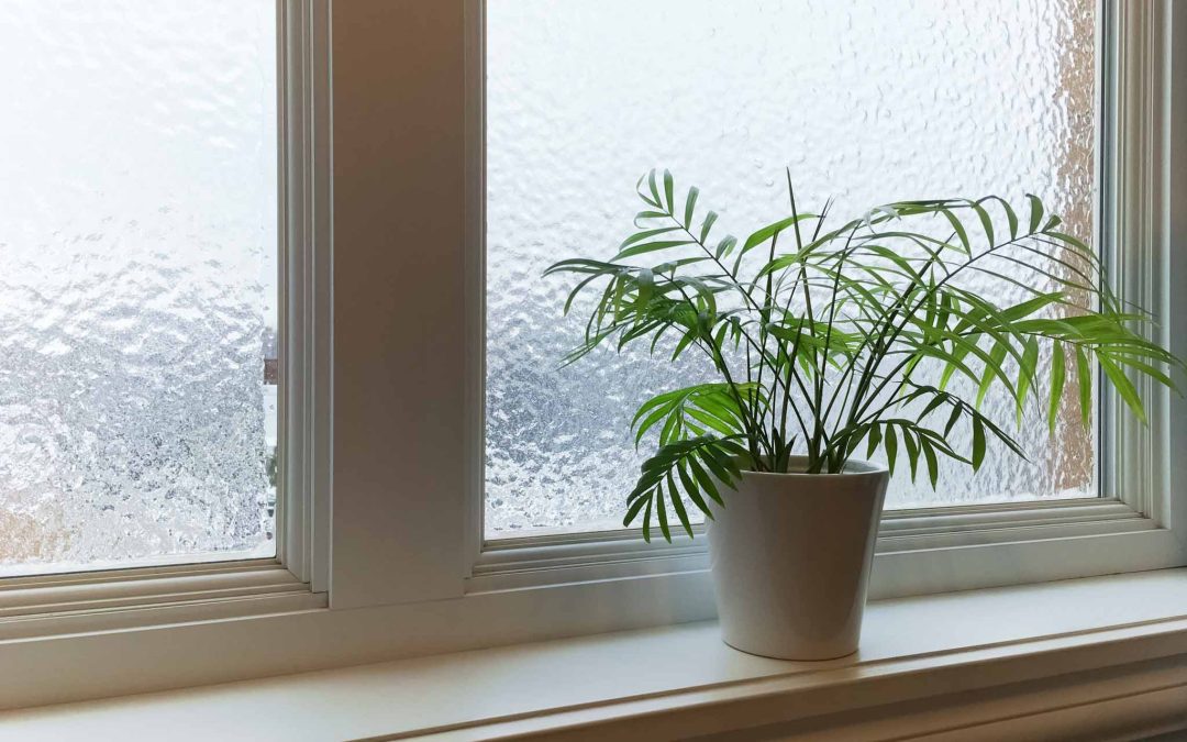 rośliny zimą - pielęgnacja