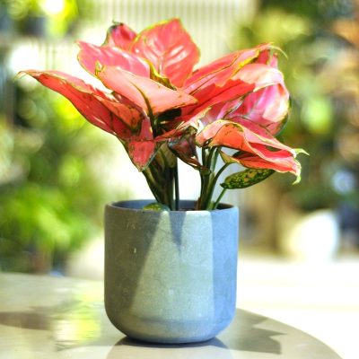 aglaonema red elephant w betonowej doniczce