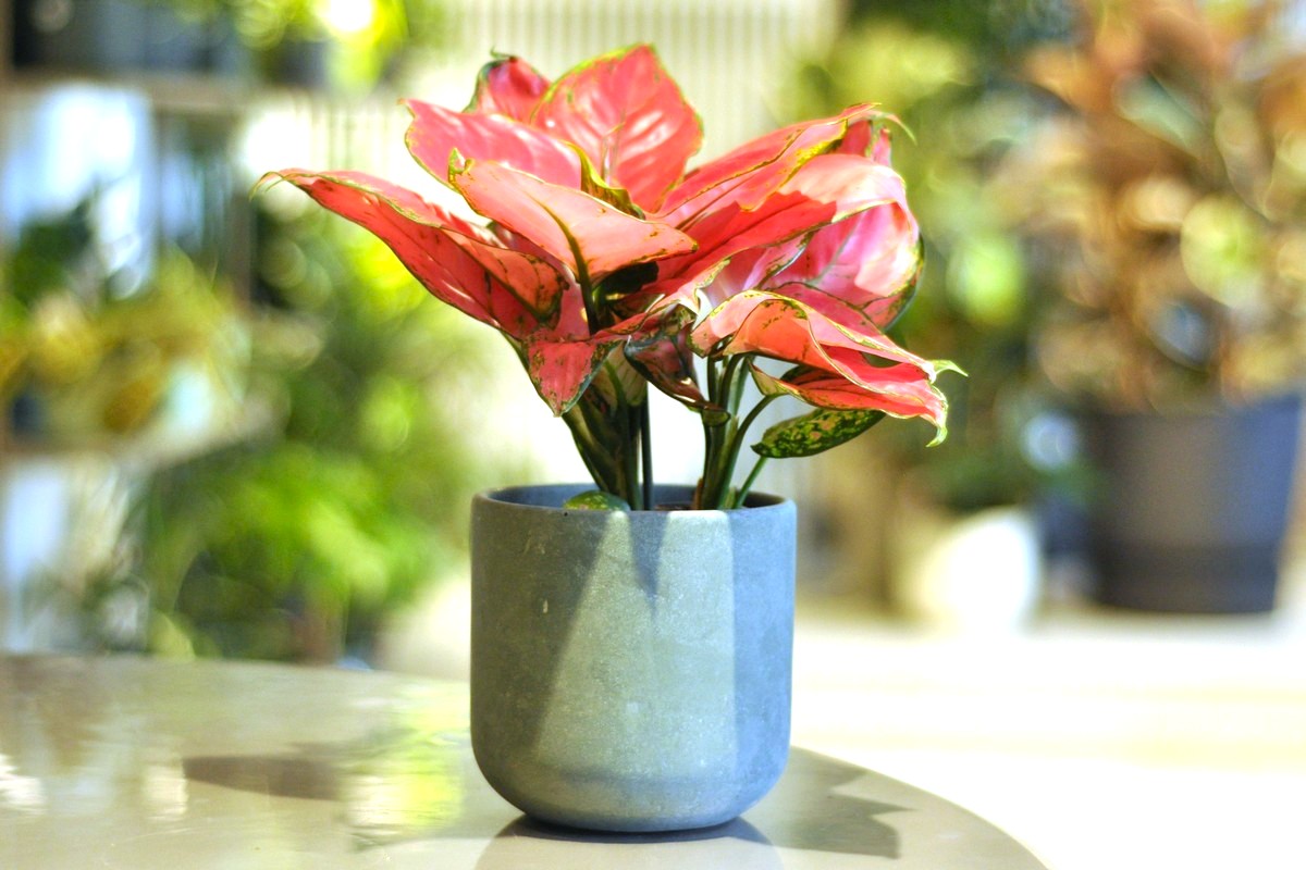 aglaonema red elephant w betonowej doniczce