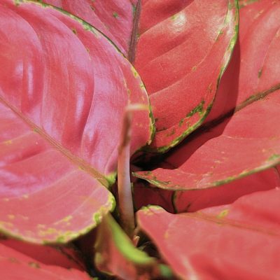 aglaonema red elephant w betonowej doniczce