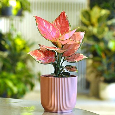 aglaonema red w różowej doniczce