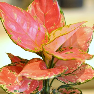 aglaonema red liść