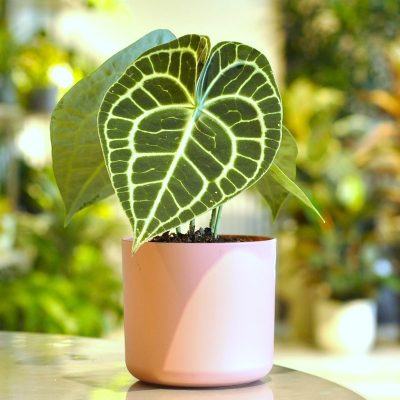 anthurium clarinervium w różowej doniczce