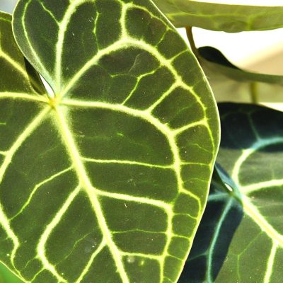 anthurium clarinervium w różowej doniczce
