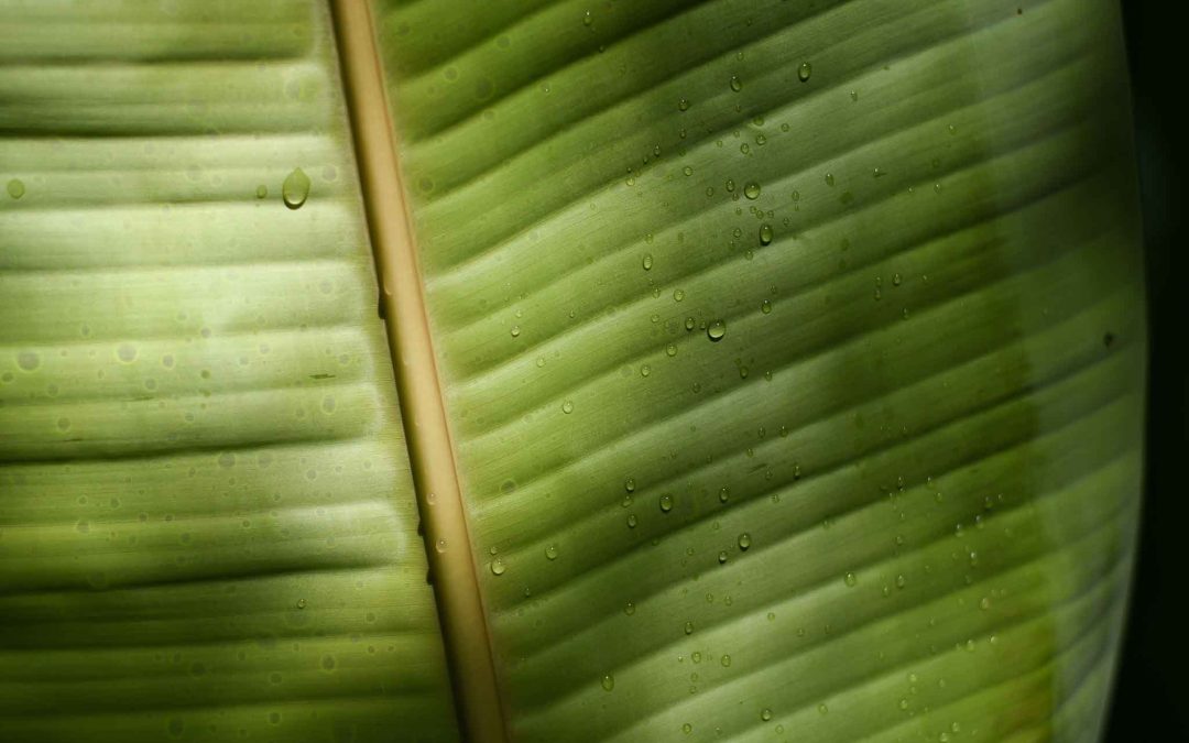 strelicja - jak dbać