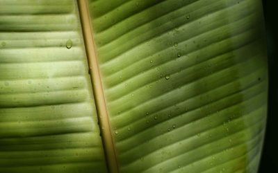 Strelicja – zielona królowa wnętrz. Jak dbać o strelicję w domu?