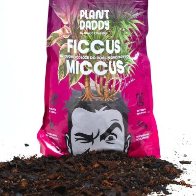 podłoże Ficcus Miccus