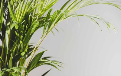 Palmy w domu – egzotyka w Twoim wnętrzu