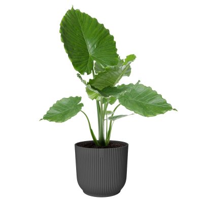 elho vibes fold round anthracite alocasia
